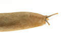 Veronicella sloanei semiadult